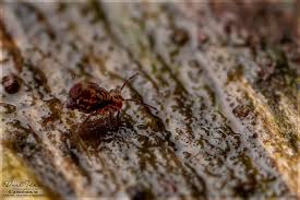 Attēlu rezultāti vaicājumam “Diderma tigrinum macro”