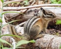 Attēlu rezultāti vaicājumam “Rodentia”