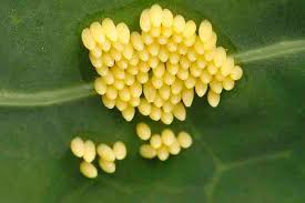 Attēlu rezultāti vaicājumam “Pieris rapae larva”