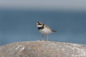 Attēlu rezultāti vaicājumam “Charadrius hiaticula adult”