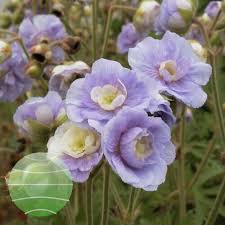 Image result for Geranium `Summer Skies`