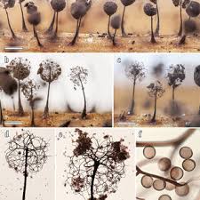 Attēlu rezultāti vaicājumam “Paradiacheopsis sp.”