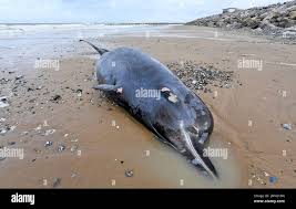 Image result for Hyperoodon ampullatus