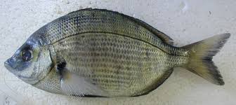 Image result for Diplodus puntazzo