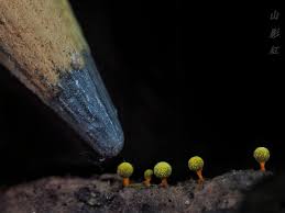 Attēlu rezultāti vaicājumam “Physarum psittacinum young”