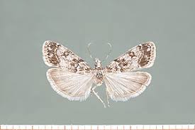 Attēlu rezultāti vaicājumam “Eudonia lacustrata”