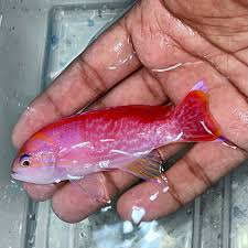 Attēlu rezultāti vaicājumam “Dictenidia bimaculata male”