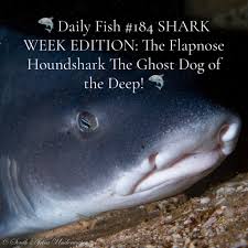 Image result for Scylliogaleus quecketti