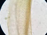 Attēlu rezultāti vaicājumam “Weissia brachycarpa”