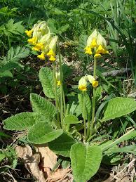 Attēlu rezultāti vaicājumam “Primula veris fruit”