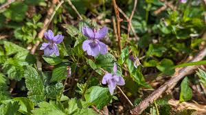 Attēlu rezultāti vaicājumam “Viola reichenbachiana”