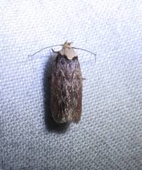 Attēlu rezultāti vaicājumam “Depressaria depressana”