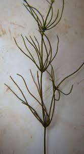 Attēlu rezultāti vaicājumam “Chara globularis”