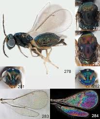 Attēlu rezultāti vaicājumam “Cystiphora sanguinea”