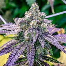 Attēlu rezultāti vaicājumam “Cannabis sativa fruit”