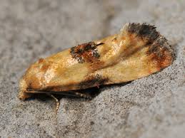 Attēlu rezultāti vaicājumam “Eupoecilia angustana”