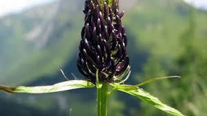 Attēlu rezultāti vaicājumam “Phyteuma spicatum bud”