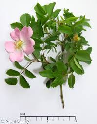 Attēlu rezultāti vaicājumam “Rosa canina”
