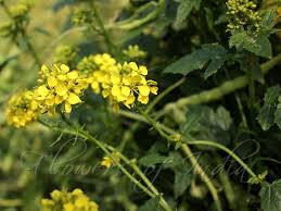 Attēlu rezultāti vaicājumam “Sinapis alba flower”
