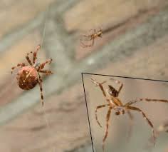 Attēlu rezultāti vaicājumam “Araneus diadematus female”