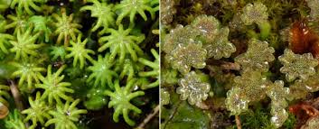 Attēlu rezultāti vaicājumam “Marchantia polymorpha”
