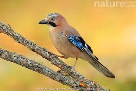 Attēlu rezultāti vaicājumam “Garrulus glandarius”