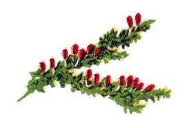 Attēlu rezultāti vaicājumam “Leocarpus fragilis”