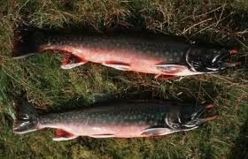Image result for Salvelinus faroensis