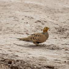 Image result for Syrrhaptes paradoxus