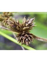 Attēlu rezultāti vaicājumam “Carex arenaria  fruit”