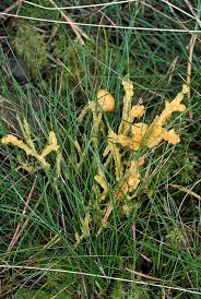 Attēlu rezultāti vaicājumam “Fuligo licentii”