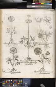 Attēlu rezultāti vaicājumam “Ranunculus mendax”