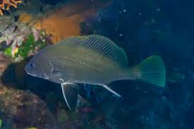 Image result for Sciaena umbra