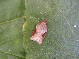 Attēlu rezultāti vaicājumam “Acleris laterana”