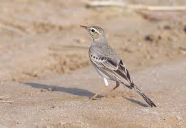 Image result for Anthus campestris