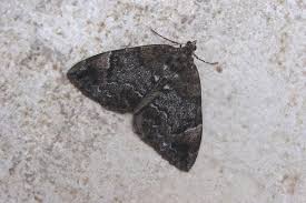 Attēlu rezultāti vaicājumam “Dysstroma truncata”