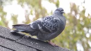 Attēlu rezultāti vaicājumam “Columba livia f. domestica”