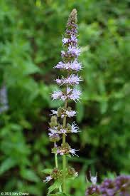 Attēlu rezultāti vaicājumam “Mentha spicata”