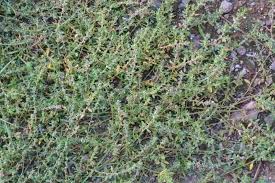 Attēlu rezultāti vaicājumam “Polygonum arenastrum flower”