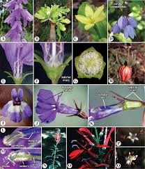 Image result for Campanula affinis