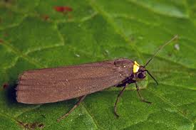 Attēlu rezultāti vaicājumam “Atolmis rubricollis”