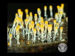 Attēlu rezultāti vaicājumam “Pilobolus crystallinus”