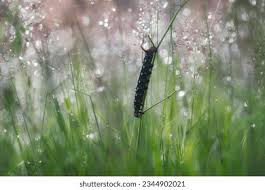 Attēlu rezultāti vaicājumam “Hyles gallii larva”