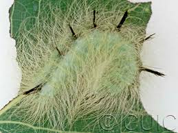 Attēlu rezultāti vaicājumam “Acronicta leporina larva”