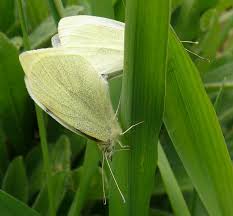 Attēlu rezultāti vaicājumam “Pieris rapae underside”