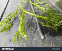 Attēlu rezultāti vaicājumam “Najas marina”