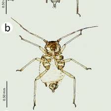 Attēlu rezultāti vaicājumam “Aphis confusa”