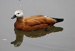 Attēlu rezultāti vaicājumam “Tadorna tadorna”