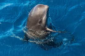 Image result for Globicephala melas