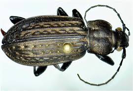 Attēlu rezultāti vaicājumam “Carabus granulatus”